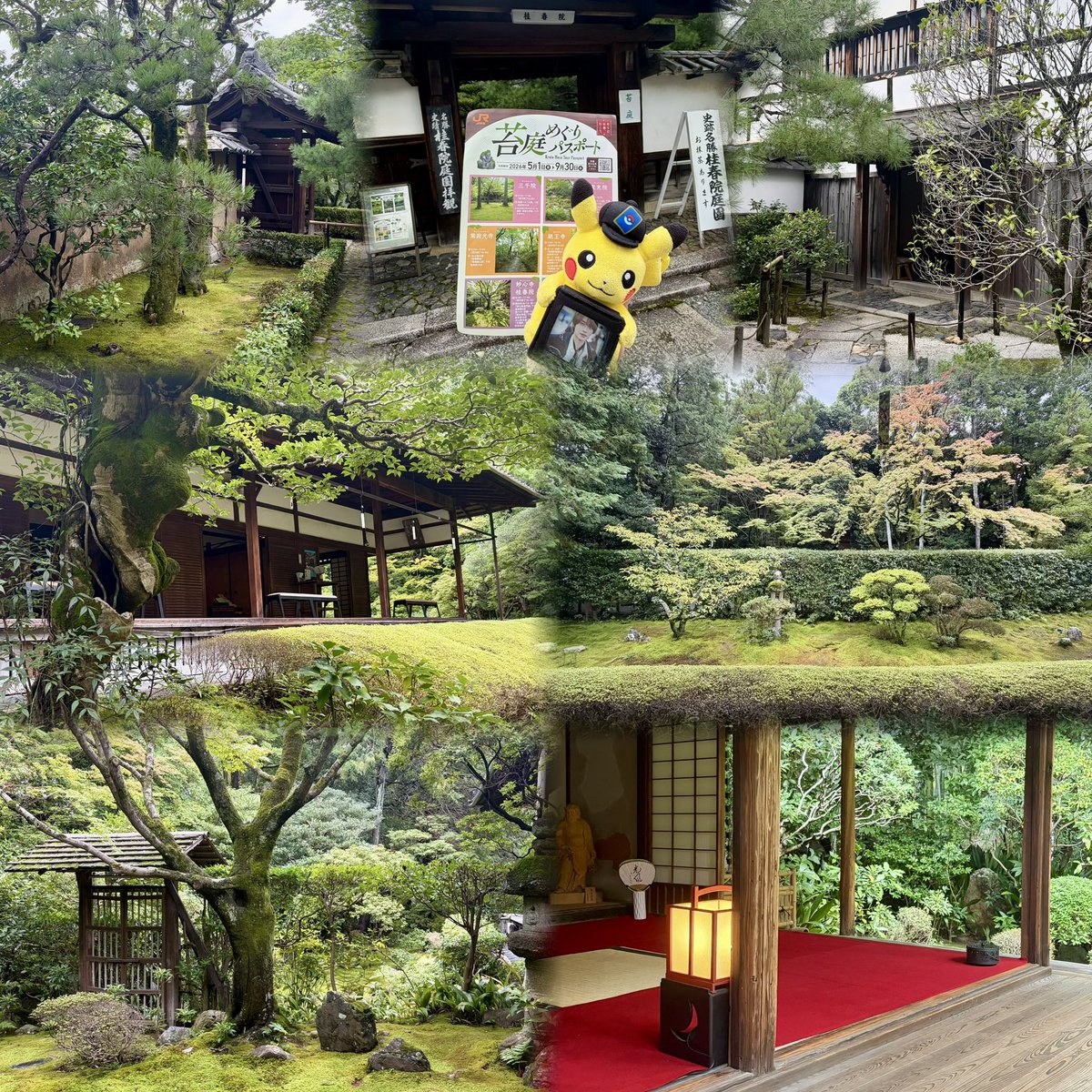 08__a30's tweet photo. おかげさまで毎年恒例になったこの時期の京都旅！苔庭はせっかくならと去年行った2箇所除いて丁度4箇所を1日目に巡ったらすごく浄化された👍🏻
桂春院と実光院が静かで落ち着いててお気に入り🍵
三千院の前にあった焙煎所は顕嵐くん好きそ〜と思うなどした😌☕𓈒𓏸︎︎︎︎
#そうだ京都行こう https://t.co/2a3o65TYvx