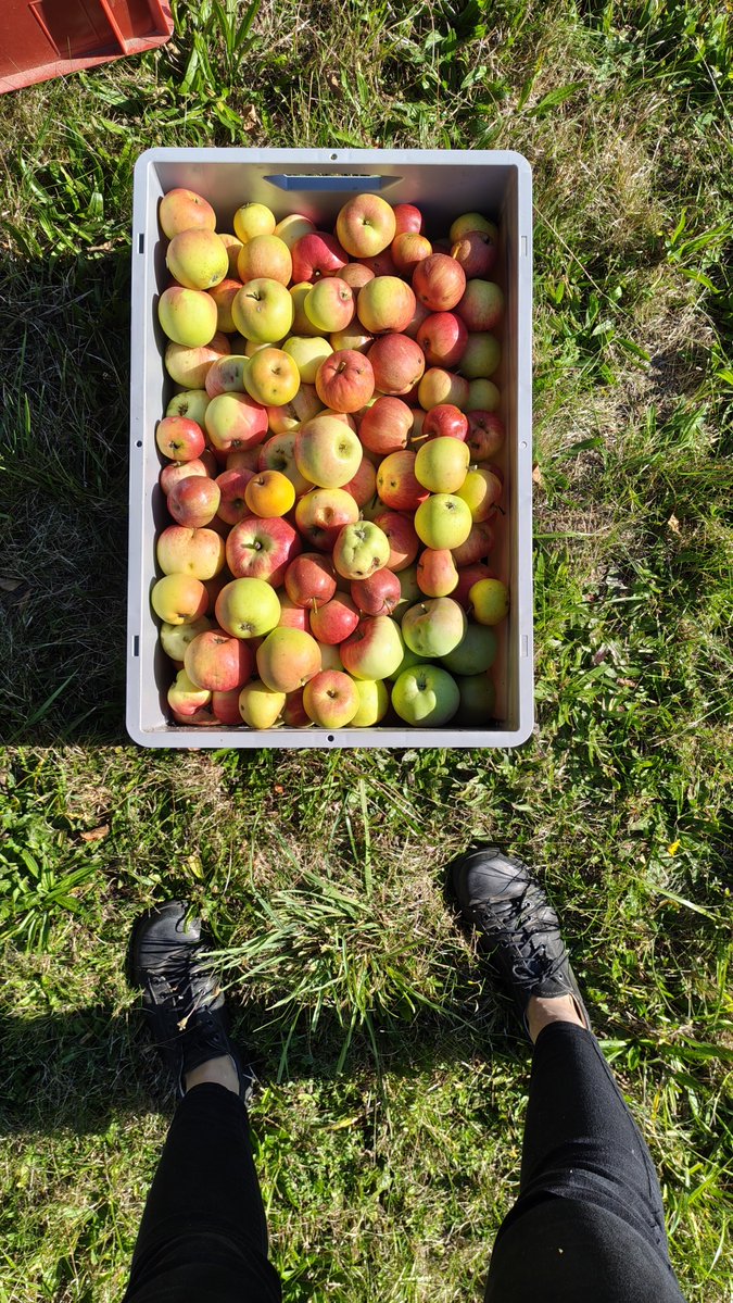 tarajoy_'s tweet photo. I spent the last few days helping a friend out in the garden, harvesting apples, mulching garden beds for winter, composting, repairing the shed &amp; picking mushrooms in the surrounding forest https://t.co/XXjXr6DmKK