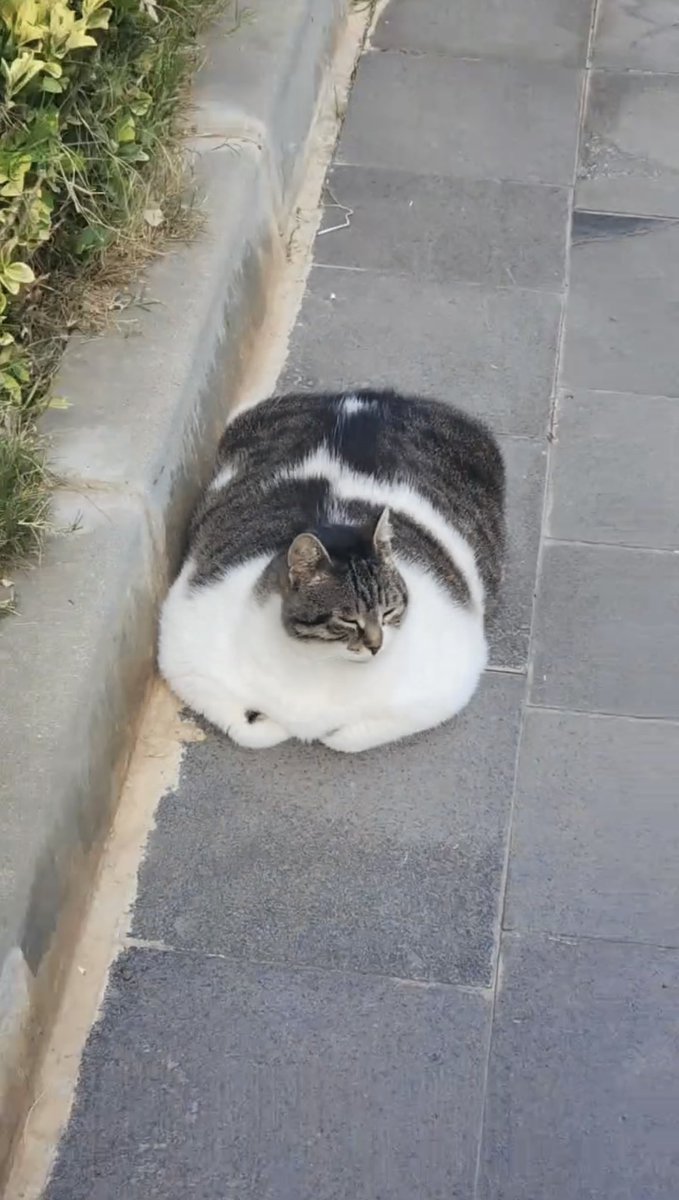 NoCatsNoLife_m's tweet photo. 🇹🇷A stray cat in Istanbul, Turkey, and he’s very well-fed. Managing food for stray cats must be really difficult, especially in Turkey, where so many people are kind to street cats. He probably never has to worry about finding something to eat. https://t.co/G83WYDUIXq