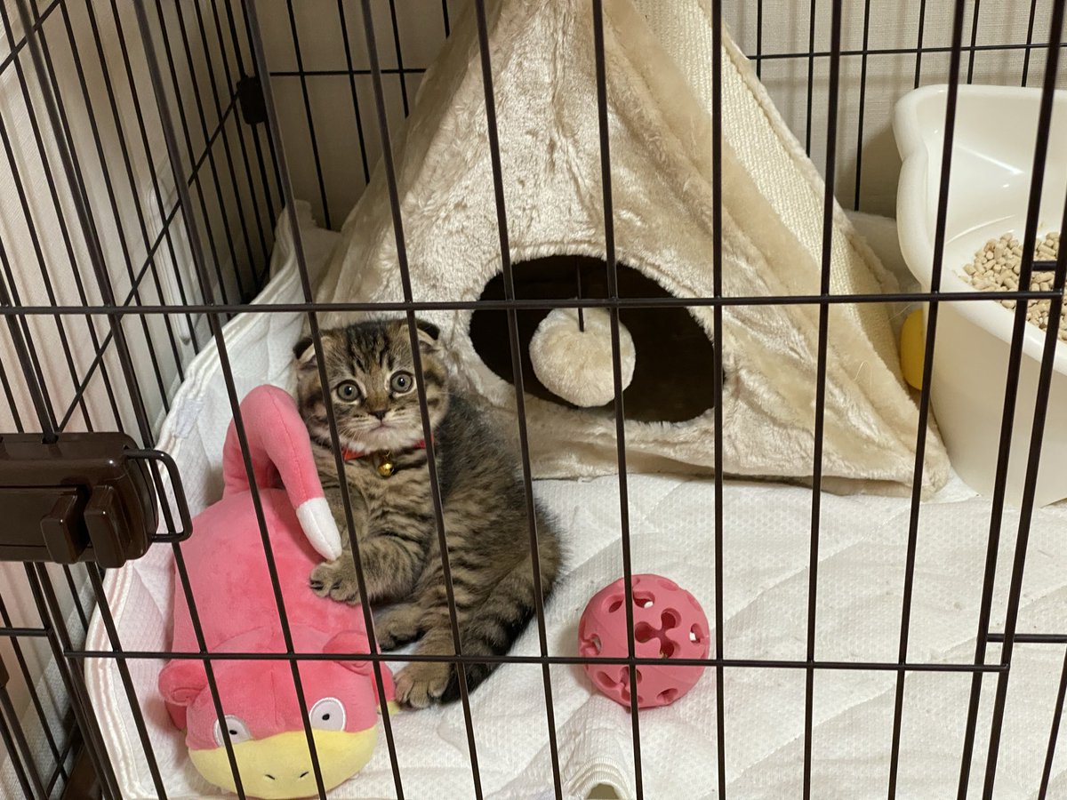 matsutake_cat's tweet photo. ヤドンのぬいぐるみを仲間だと勘違いしてる子猫の頃のまつたけ https://t.co/hYVo28Xovx