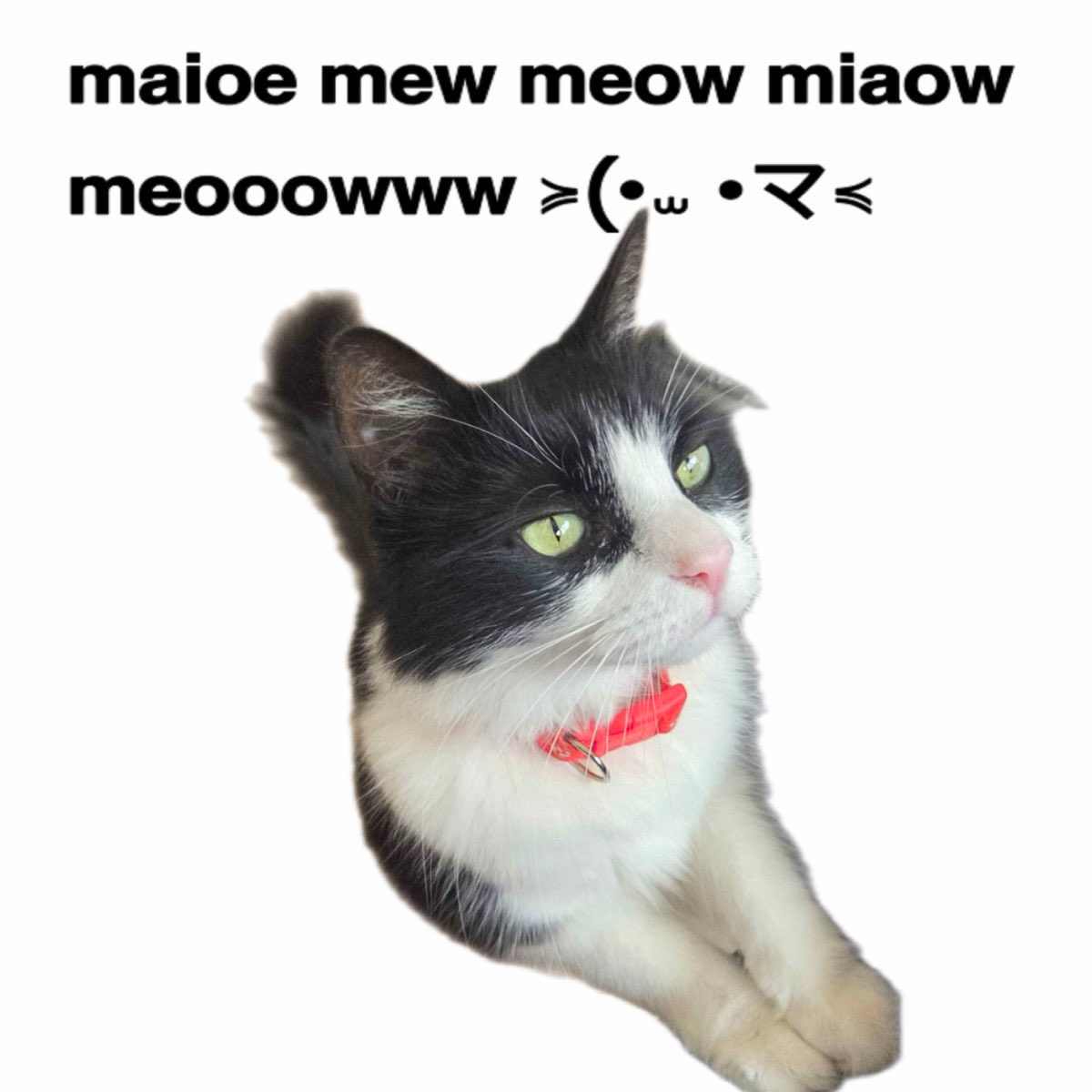 Momano4eva's tweet photo. masya so cute https://t.co/JZi2Tkh6HN