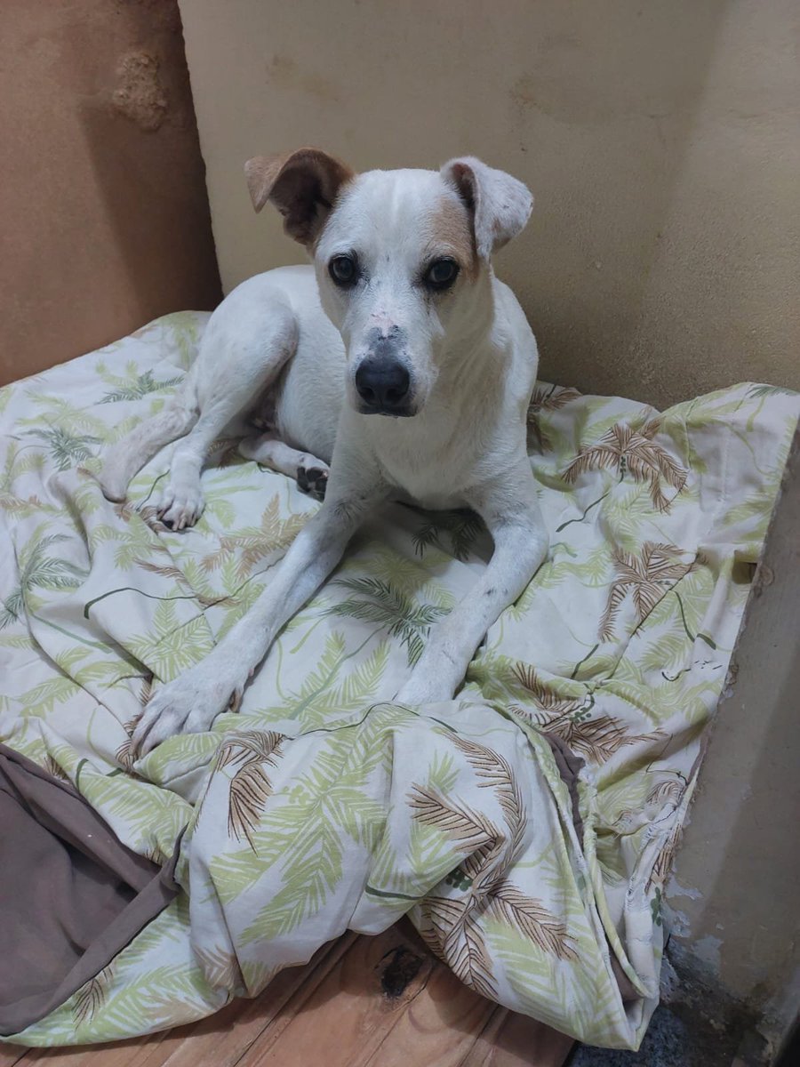 amigosdosonso's tweet photo. 🚨 PEDIDO DE AJUDA URGENTE 

O Ômega 3 do Trovão está acabando preciso comprar. 90 cápsulas custa R$ 64,00. 
Vou precisar também de ajuda para a fluidoterapia dele dessa semana, que custa R$ 25,00.

Quem pode ajudar com qualquer valor?

✅️Pix: 2299828-1831 https://t.co/YUtjc3iPWV