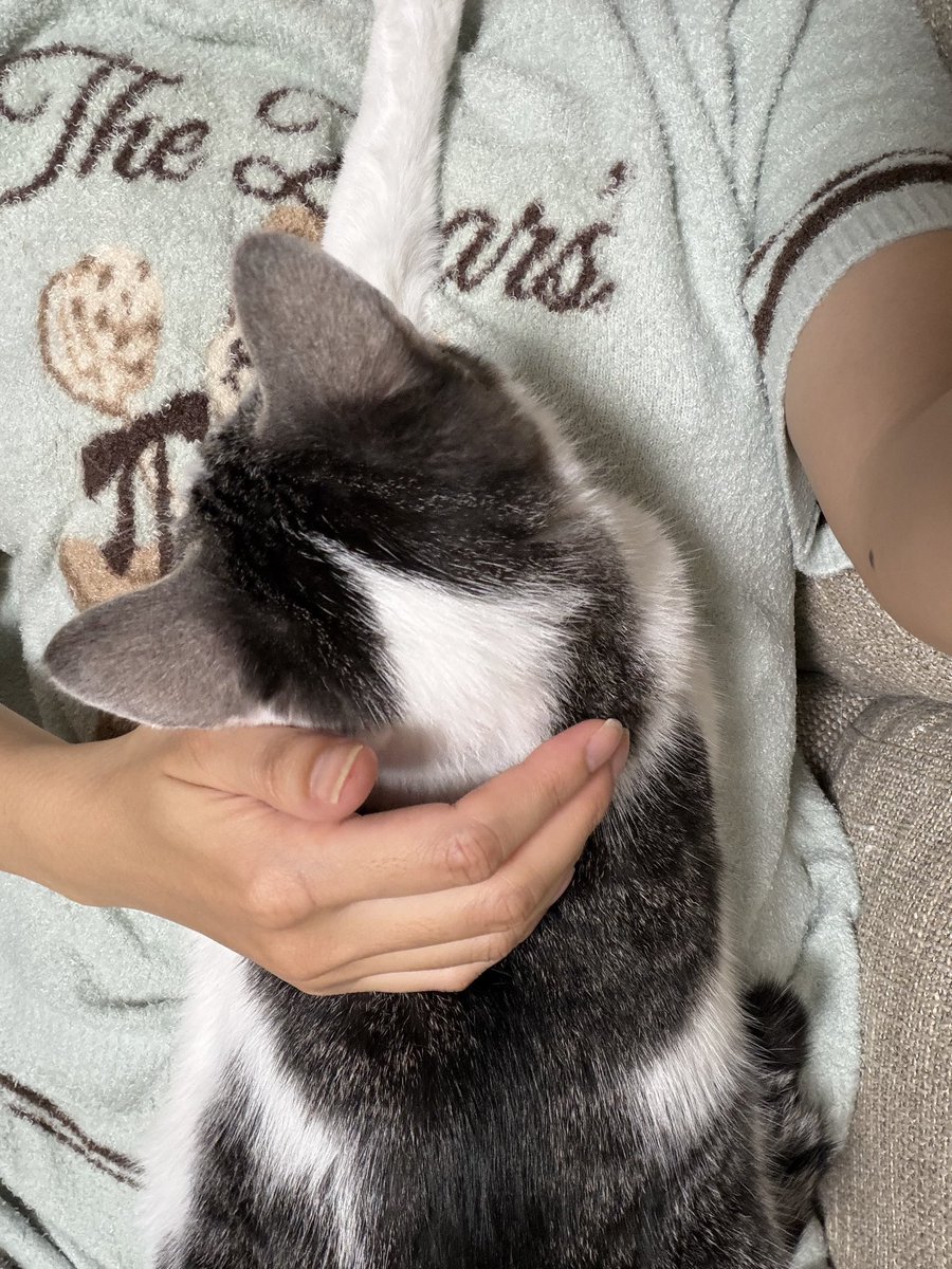 ninohina's tweet photo. ソファーで寝転んでたら乗られて手をシャビシャビぺろぺろされてしあわせ https://t.co/CrhhWxm2n0
