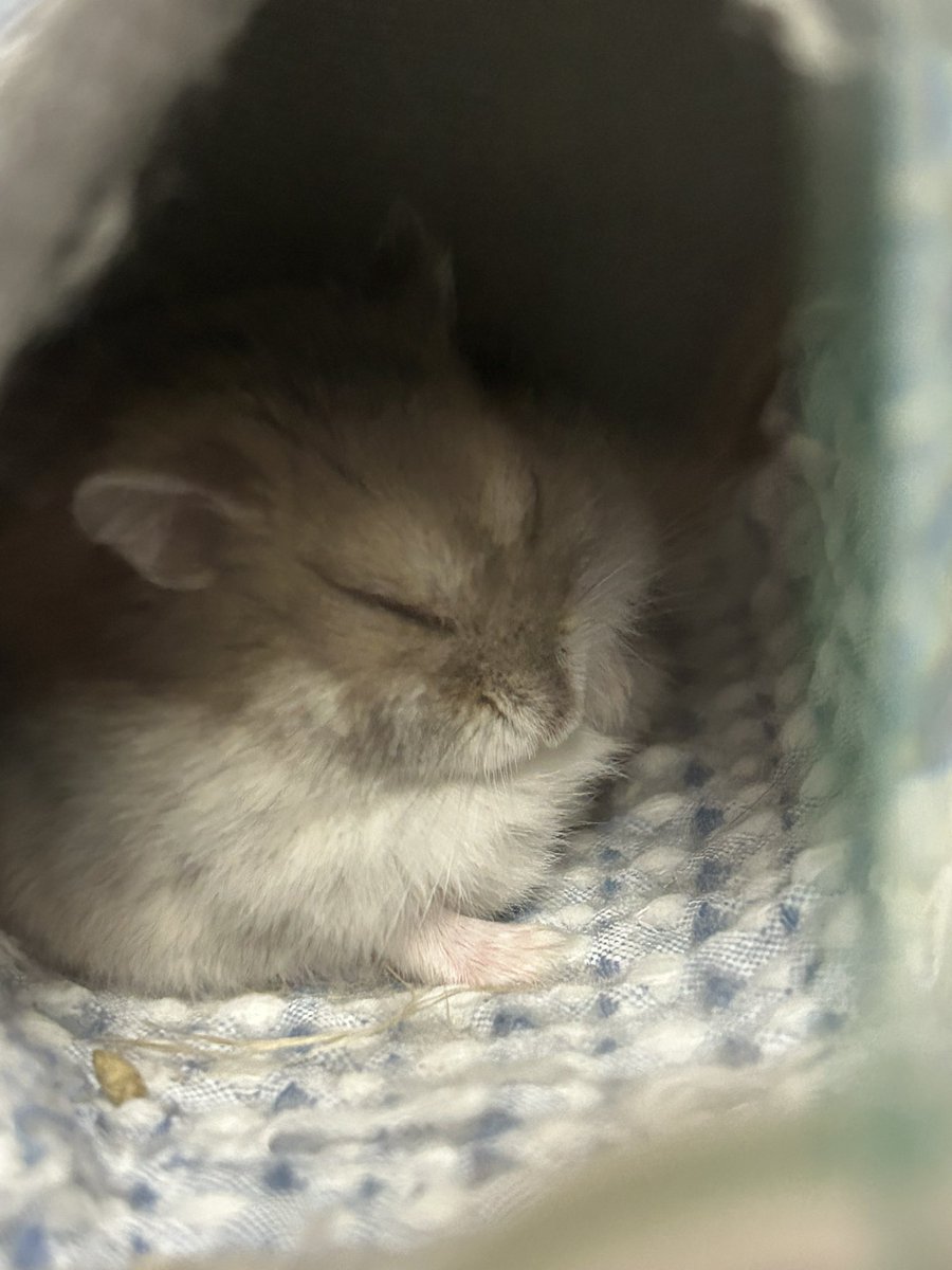 hamuo_hamhamsan's tweet photo. まちゅくん😴
かわいい🩷
#まつり #ブルーサファイアハムスター　#ハムスター　#ジャンガリアンハムスター　#おやすみ https://t.co/Ern00LcUjM