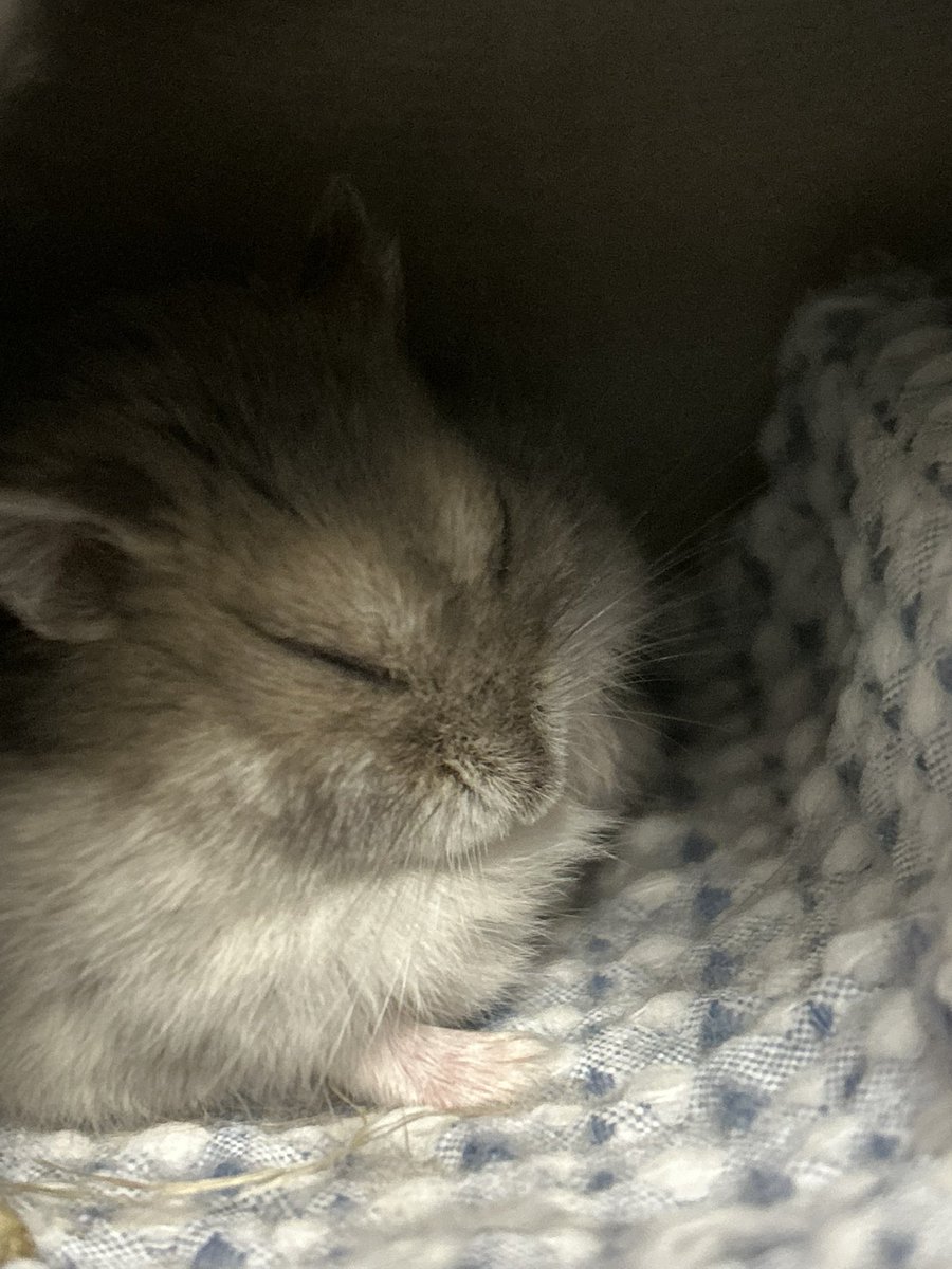 hamuo_hamhamsan's tweet photo. まちゅくん😴
かわいい🩷
#まつり #ブルーサファイアハムスター　#ハムスター　#ジャンガリアンハムスター　#おやすみ https://t.co/Ern00LcUjM