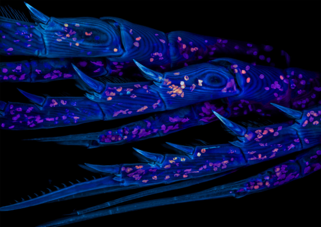MBLScience tweet picture