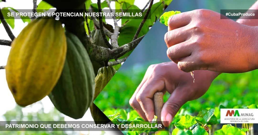 Jonathan_x_Cuba's tweet photo. Los productores pueden comercializar sus productos libremente, sin intermediarios obligatorios. Las cooperativas y Mipymes pueden realizar comercio exterior directamente. #CubaProduce #CampoCubanoEnTransformación #AgriculturaCubana @MinagCuba @YdaelB @RamnMonte1 https://t.co/q2HCaz9z8i