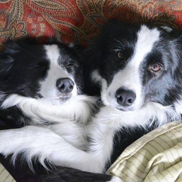 crowmutt_'s tweet photo. @real_brocollie hi :3 https://t.co/ce446v1iFO