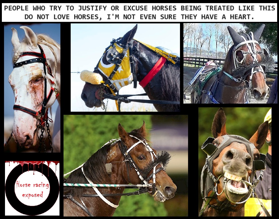 CagesFree's tweet photo. Happy Patrons & Horsemen vs a Dead Horse?
Kadena Friday was euthanized on the table due to a large colon torsion, #just 5 years old ๐ก
Chief #exploiter: Fernando Abreu
Hoping She Will โฐ๏ธ
Injury to this poor girl was catastrophic
https://t.co/SJO5chxDDe
#Your trophy? ๐ https://t.co/qafY7O8ImD
