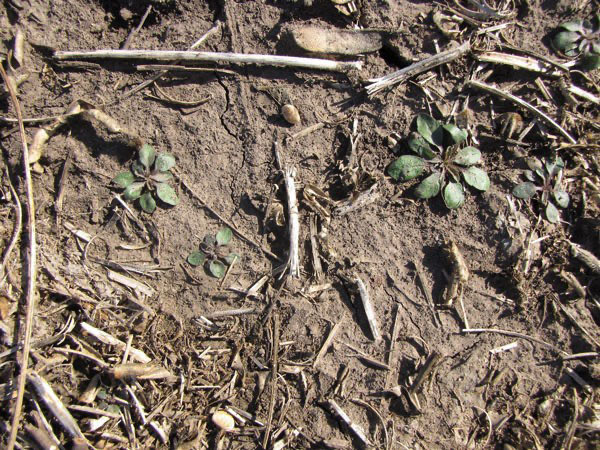 KStateAgron's tweet photo. Fall is a good time to get ahead of annual weeds. Learn which weeds to target with fall-applied herbicides and how residual and burndown options can improve control before spring. Read more: https://t.co/LaYO80j1Kf #kstateagronomy #weeds https://t.co/YNEY6Oxhvg