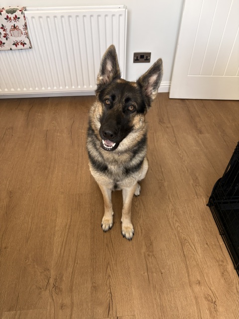H2RScotland's tweet photo. Meet Bella, 15 month old, German Shepherd. Due to change of circumstances surrounding work commitments , her owner is unable to look after her or give her the time and input she requires.
Bella has been around teenage children, owner states she is great with children. She has also been around two cats, which she will chase, but really wants to play. She is not aggressive. She barks at other dogs and again just wants to play.
Bella is very sociable loving girl, who enjoys being patted, going for walks and made a fuss of. She will bark when meeting new people but is not aggressive , she can be a bit wary, the owner feels the barking comes from that, she does settle quickly once she has sniffed and is sure of people. She is the same with other dogs , likes to bark and wants to get to them to play, could do with a little reactivity training as she is still very young. 
Bella is registered with the vet, she is microchipped She is up to date with all vaccinations, worming / tics etc. She cut her leg whilst out on a walk a few months ago, on barbed wire. She required sedation to get stitched but this is now fully healed. Otherwise she is fit, well and healthy. 
Bella eats Harringtons dry food mixed with any wet food, (she is sensitive to chicken owner avoids this) but she is good with anything else. She does get treats but again not chicken. She likes beef or bacon flavour as well as all fish flavours. 
She loves a ball and will chew sticks all day, she has soft toys that she also enjoys. She loves being outside and would sit in the garden all day. 
She sleeps in her crate, she also travels really well. She has been on ferries too and has never been unwell.
Bella can be left on her own, owners put her in crate, which she is fine with. Owner states she does get separation anxiety and will cry when people leave, even if there is someone else left in the house ! 
Bella she is strong, she can pull on the lead, when she pulls she requires a bit of strength to hold her. Again with training the owners feel this would improve, she loves walks and just wants to run and enjoy life. 
Bella is still young, full of energy may be best suited to an owner or family who are used to the larger breed of dog. If Bella is the fit for you please contact info@help2rehome.com for more information.