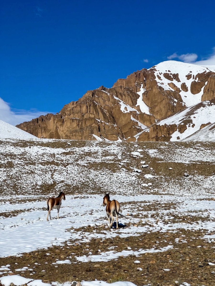 shubhamtorres09's tweet photo. Exclusive visuals of Mount Kailash after heavy spell of snowfall in the region 🏔️🏔️

Pics from Wenshan mam https://t.co/0ha8Vth9Hu