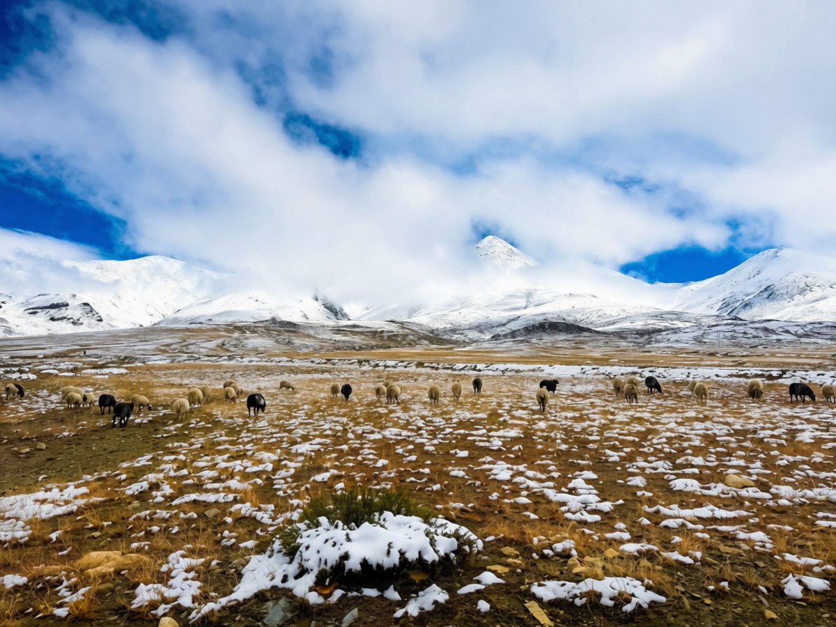 shubhamtorres09's tweet photo. Exclusive visuals of Mount Kailash after heavy spell of snowfall in the region 🏔️🏔️

Pics from Wenshan mam https://t.co/0ha8Vth9Hu