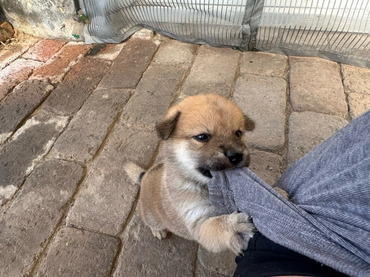 cutestpuppyy's tweet photo. Noughty puppy https://t.co/JsJpjyrUM8