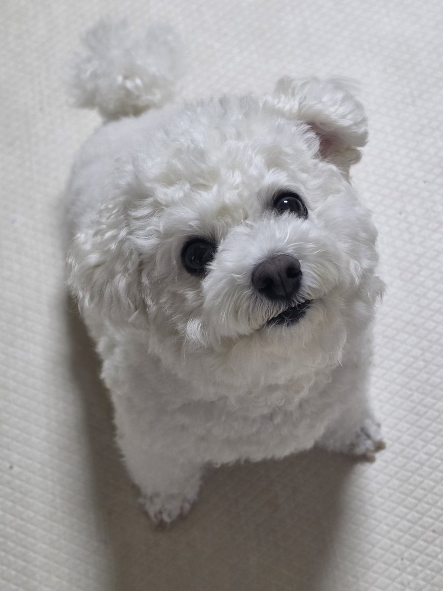 chapssal_240229's tweet photo. 물을 너무 잘마셔서 
누가 이렇게 물을 잘마셔??
물을 잘마시는 강아지야?? 
하니까 지은 표정 https://t.co/w1xURHQDyI