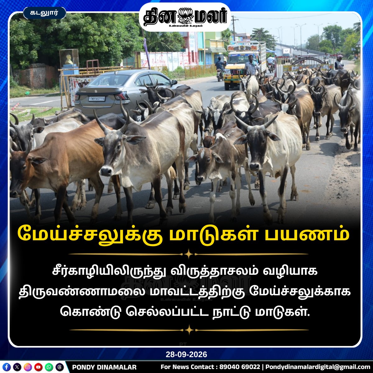 Pondydinamalar's tweet photo. மேய்ச்சலுக்கு மாடுகள் பயணம்
#PondyDinamalar #Sirkazhi #Virudhachalam #Tiruvannamalai #Cattle #NativeCows #CattleGrazing #Farmers #TamilNadu #பாண்டிதினமலர் https://t.co/FNp0vM6Qiz