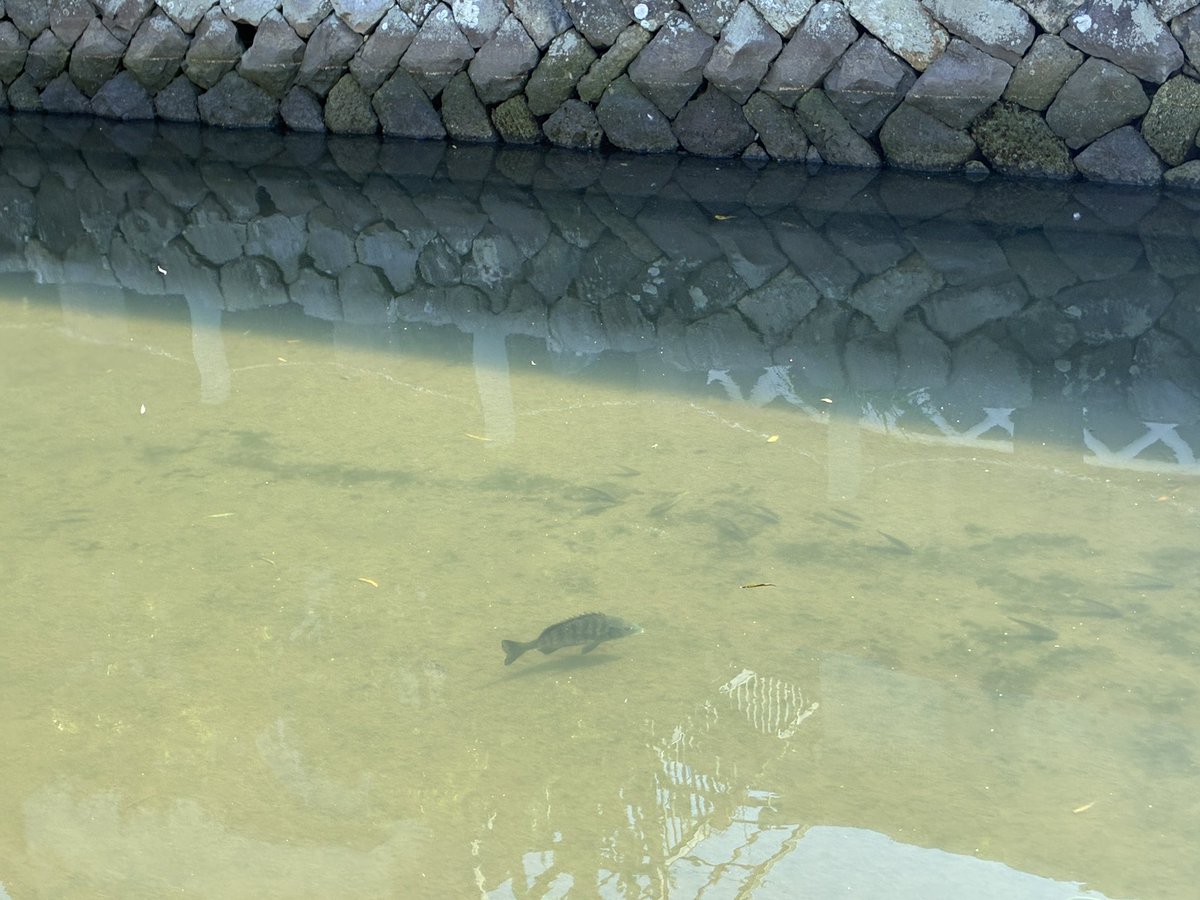utofService's tweet photo. 連休後半は家族で伊豆へ
鯛？発見👀 https://t.co/DJPoQgfsHr