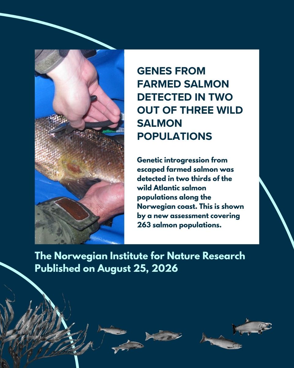wildfirstcanada's tweet photo. Genes from farmed salmon were detected in 2 out of 3 wild salmon populations along the Norwegian coast.

This is yet another example of the harmful impacts fish farms have on wild fish globally. Canada must act to ban open net pen fish farming by 2029. https://t.co/q5qVKIG4gY