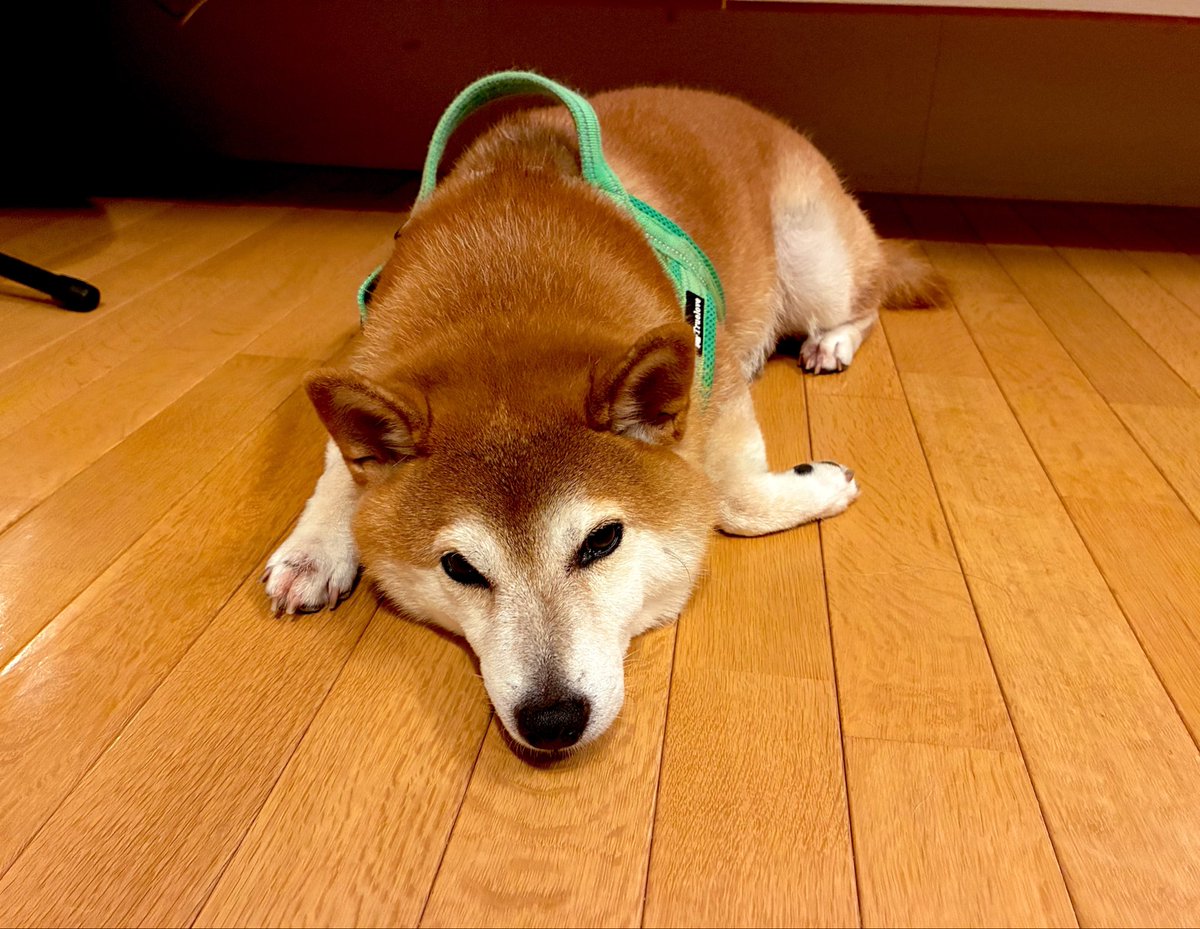 dright099's tweet photo. 左前足の角度がかわいい犬 https://t.co/ERcl12Yq6s