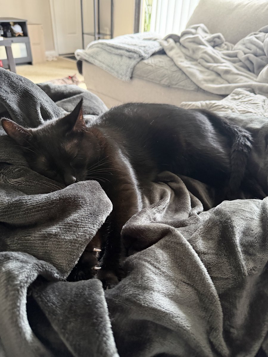 jacqsantana's tweet photo. Look at my cats 💜 https://t.co/mr9gGYKKpF