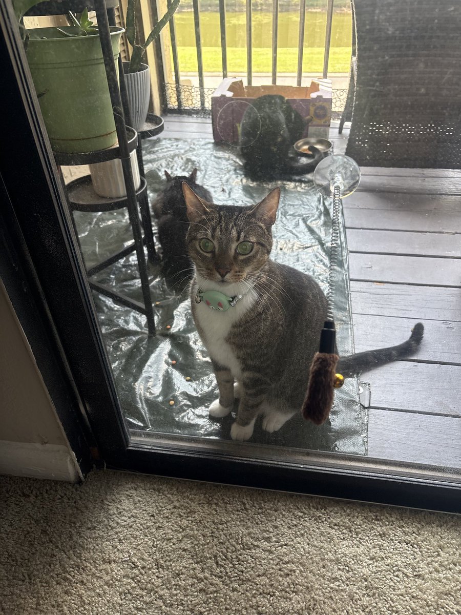 jacqsantana's tweet photo. Look at my cats 💜 https://t.co/mr9gGYKKpF