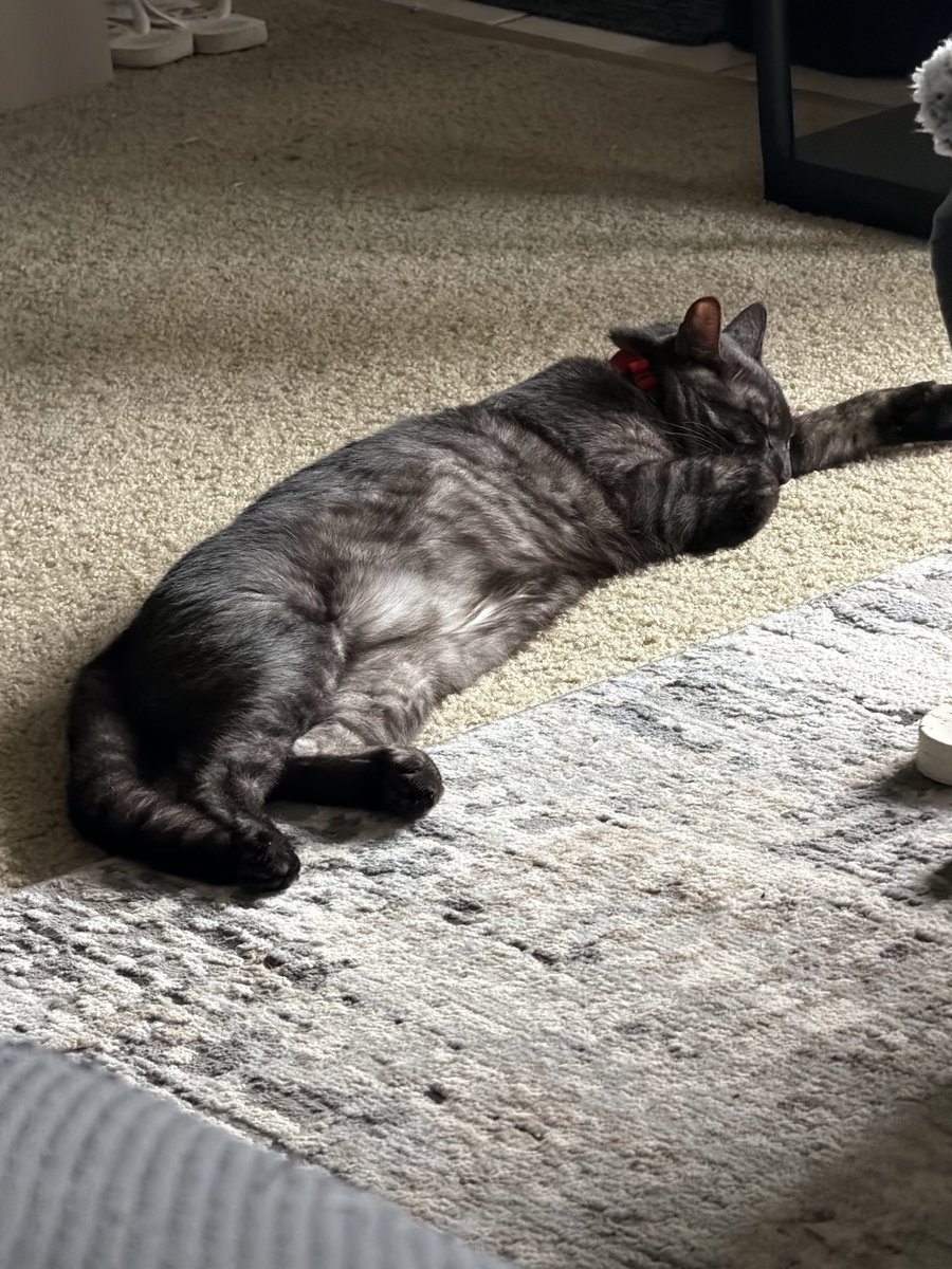 jacqsantana's tweet photo. Look at my cats 💜 https://t.co/mr9gGYKKpF