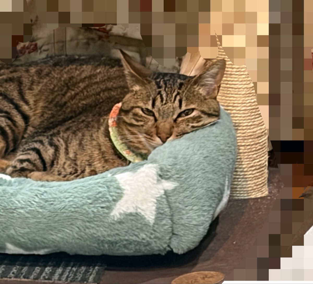 mugi_28n's tweet photo. 寝顔盗撮バレてた🤣
距離とぉぉぉ……ぅいぃ～……
 #猫のいる幸せ𓏲𓎨 https://t.co/1IsJL1f34F