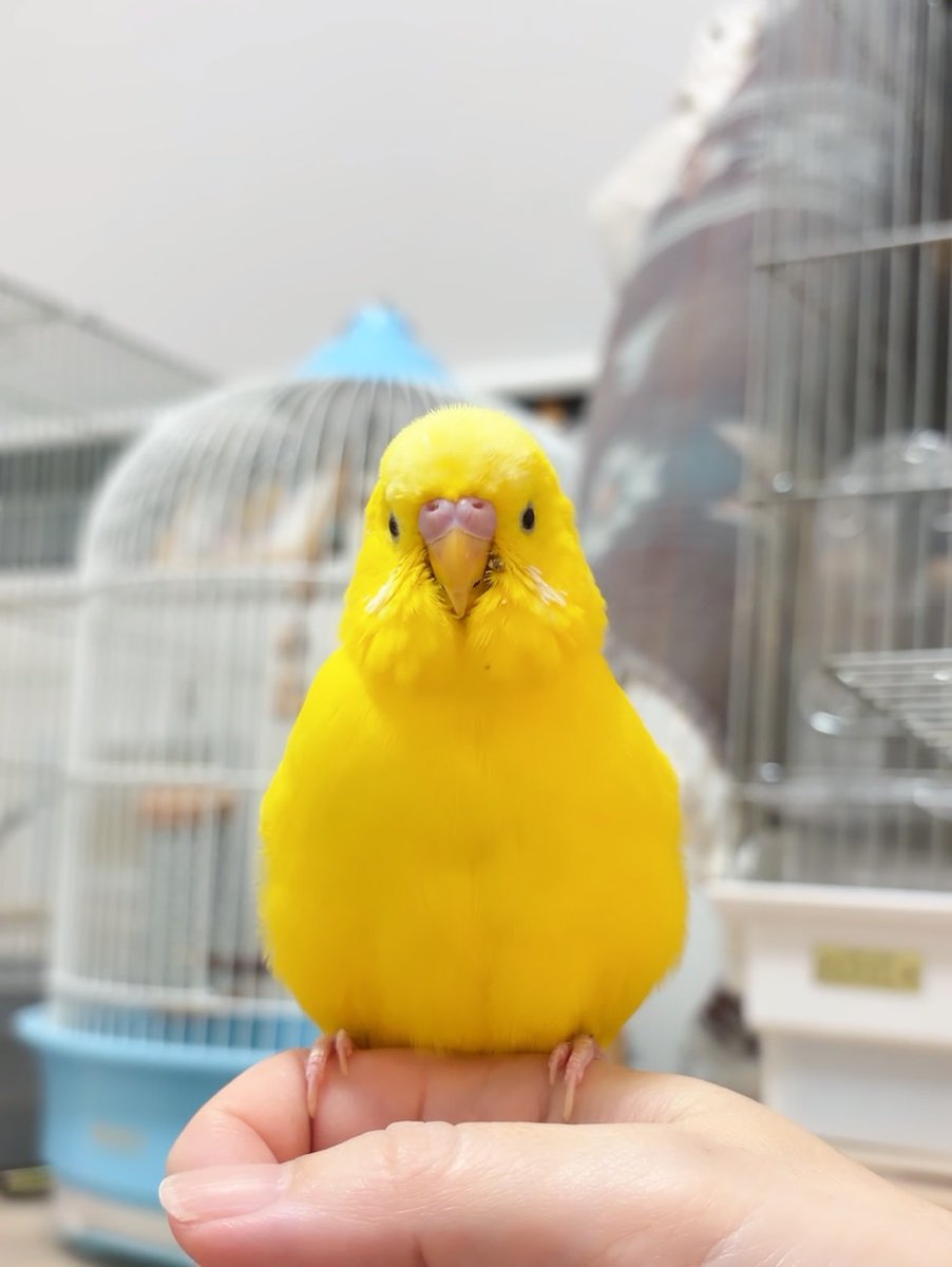 birdscolour56's tweet photo. I can’t find a suitable name for her https://t.co/zJ74xLfjhy