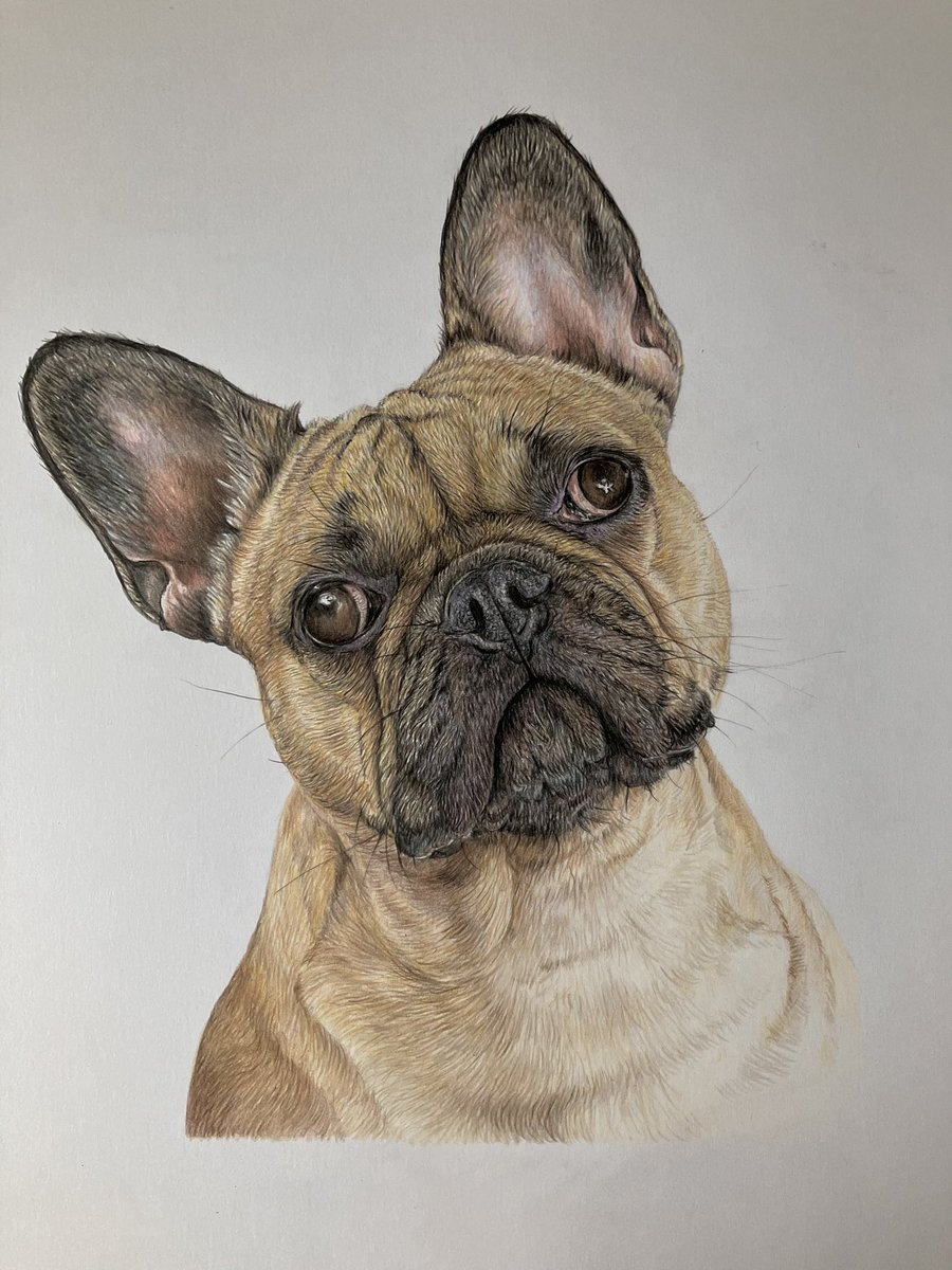 studio22artz's tweet photo. More done on this one this afternoon. It just takes so long building up layers of colour and detail. I always think I’m close to finished but then still seem to find ages more spent on my portraits. #art #drawing #dogs https://t.co/HMnJsfwep4