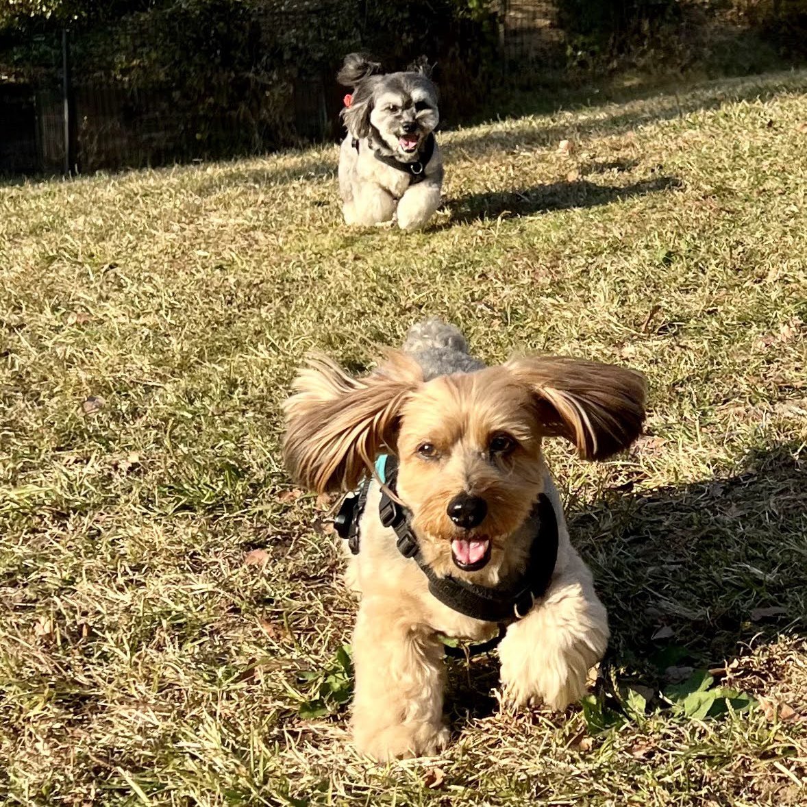 DaiGen_felt's tweet photo. 大治郎、名犬牧場大好きだったよね〜こんなに楽しそうだから毎年1、2回大会のために遠出したり泊まったり、全く苦じゃなかった。大治郎の嬉しそうな顔を見るのが生き甲斐だった。 https://t.co/gySdBTytMw