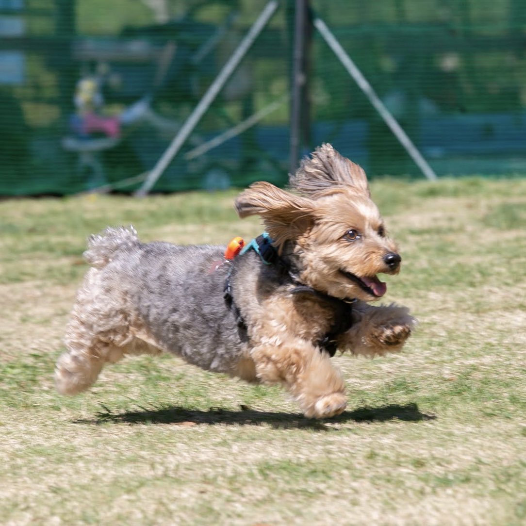 DaiGen_felt's tweet photo. 大治郎、名犬牧場大好きだったよね〜こんなに楽しそうだから毎年1、2回大会のために遠出したり泊まったり、全く苦じゃなかった。大治郎の嬉しそうな顔を見るのが生き甲斐だった。 https://t.co/gySdBTytMw