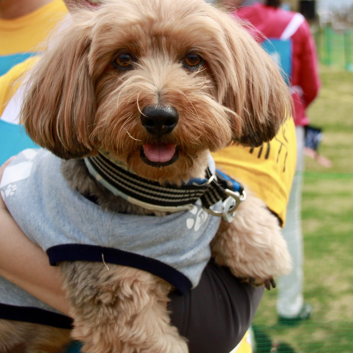 DaiGen_felt's tweet photo. 大治郎、名犬牧場大好きだったよね〜こんなに楽しそうだから毎年1、2回大会のために遠出したり泊まったり、全く苦じゃなかった。大治郎の嬉しそうな顔を見るのが生き甲斐だった。 https://t.co/gySdBTytMw