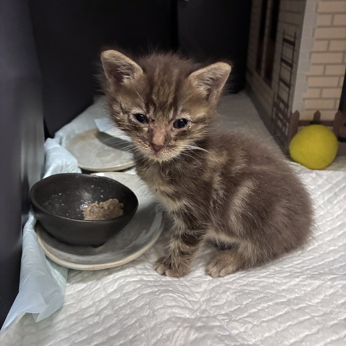 amesowner's tweet photo. 推定生後3��間の子猫をお迎えしました。
名前は「しぐれ」です。あめちゃんの妹なので雨つながりです。飼い主の妹の牧場で牛に踏まれそうなところを保護されました。猫風邪でお顔がしょぼしょぼしてます。
隔離が終わったらあめお姉ちゃんとたくさん遊べるといいね。 https://t.co/yCM0hWeN2x