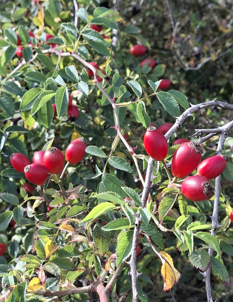 mycathardy's tweet photo. Splendid rosehips at Snettisham beach #rosehips #autumn https://t.co/ZDW8tn5qmn