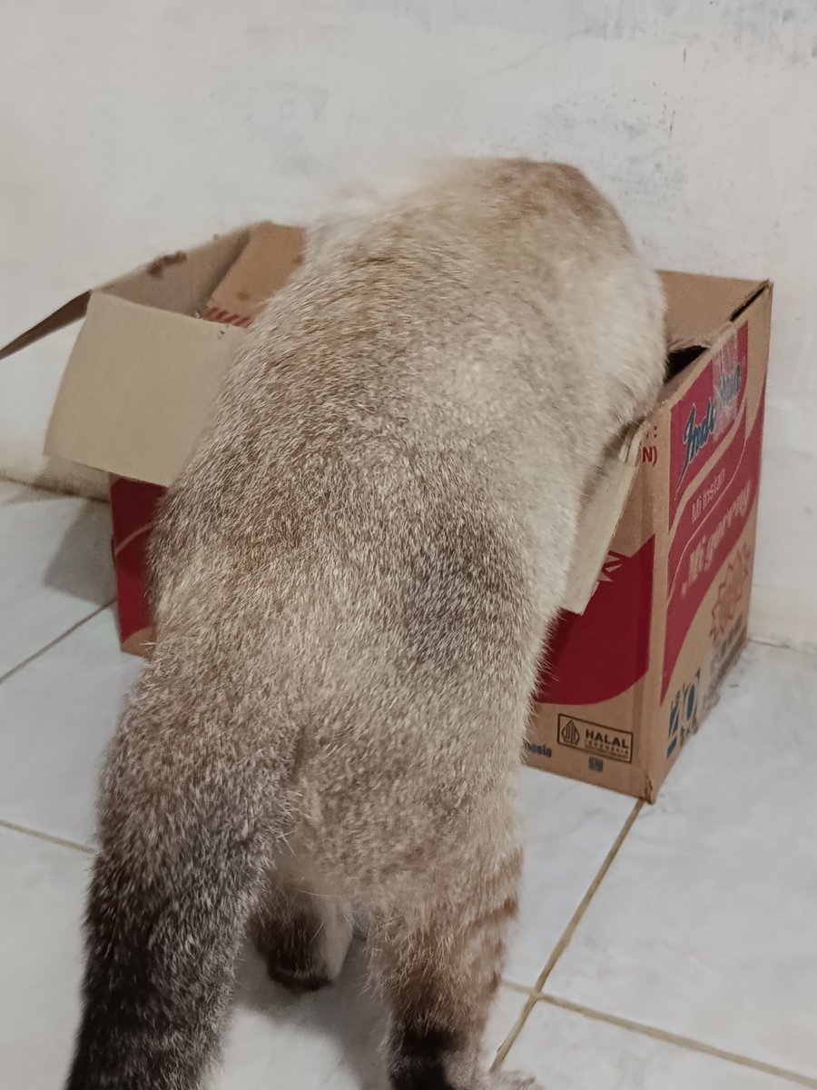 rince_life's tweet photo. Cino 🐱 : " Mamiii buatin indomie" https://t.co/sLuzwS6Pbz