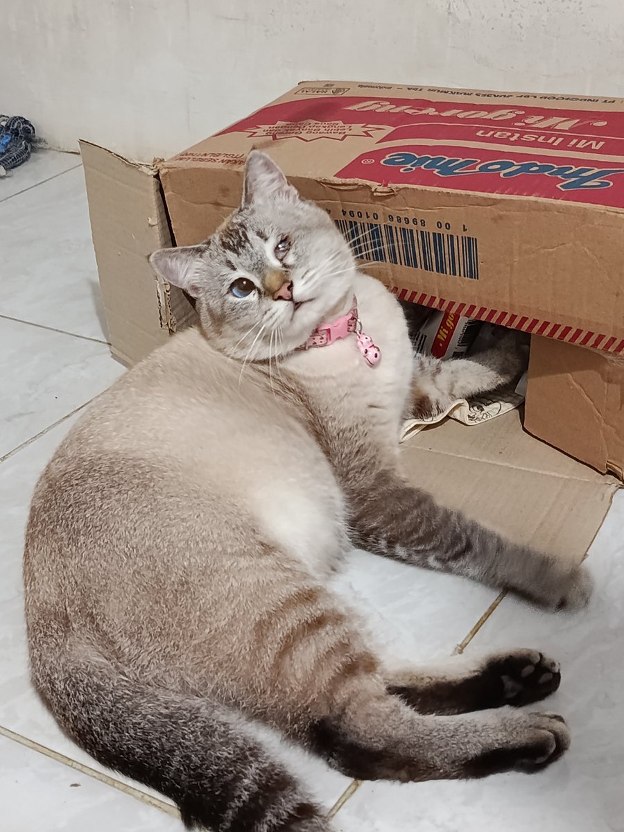rince_life's tweet photo. Cino 🐱 : " Mamiii buatin indomie" https://t.co/sLuzwS6Pbz