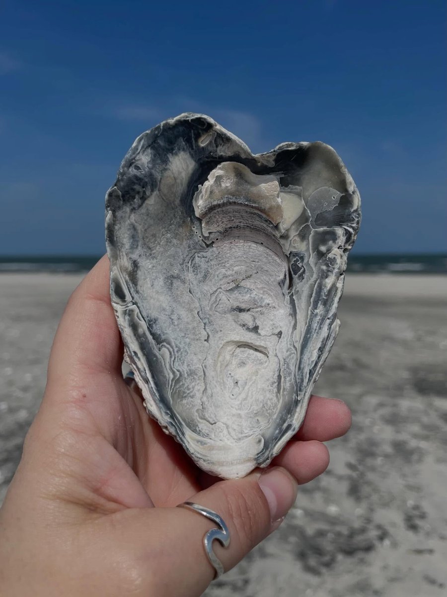 GailYatesaisais's tweet photo. Heart of the sea. Thank you for all of the birthday wishes! ! I had a nice, mellow birthday. And now I’m off to Richmond for the weekend to celebrate some more.... #heartshaped #shellheart #beachcore #shelling #beachcombing https://t.co/yq5xvoYL9d