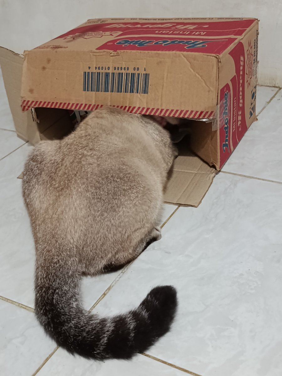 rince_life's tweet photo. Cino 🐱 : " Mamiii buatin indomie" https://t.co/sLuzwS6Pbz