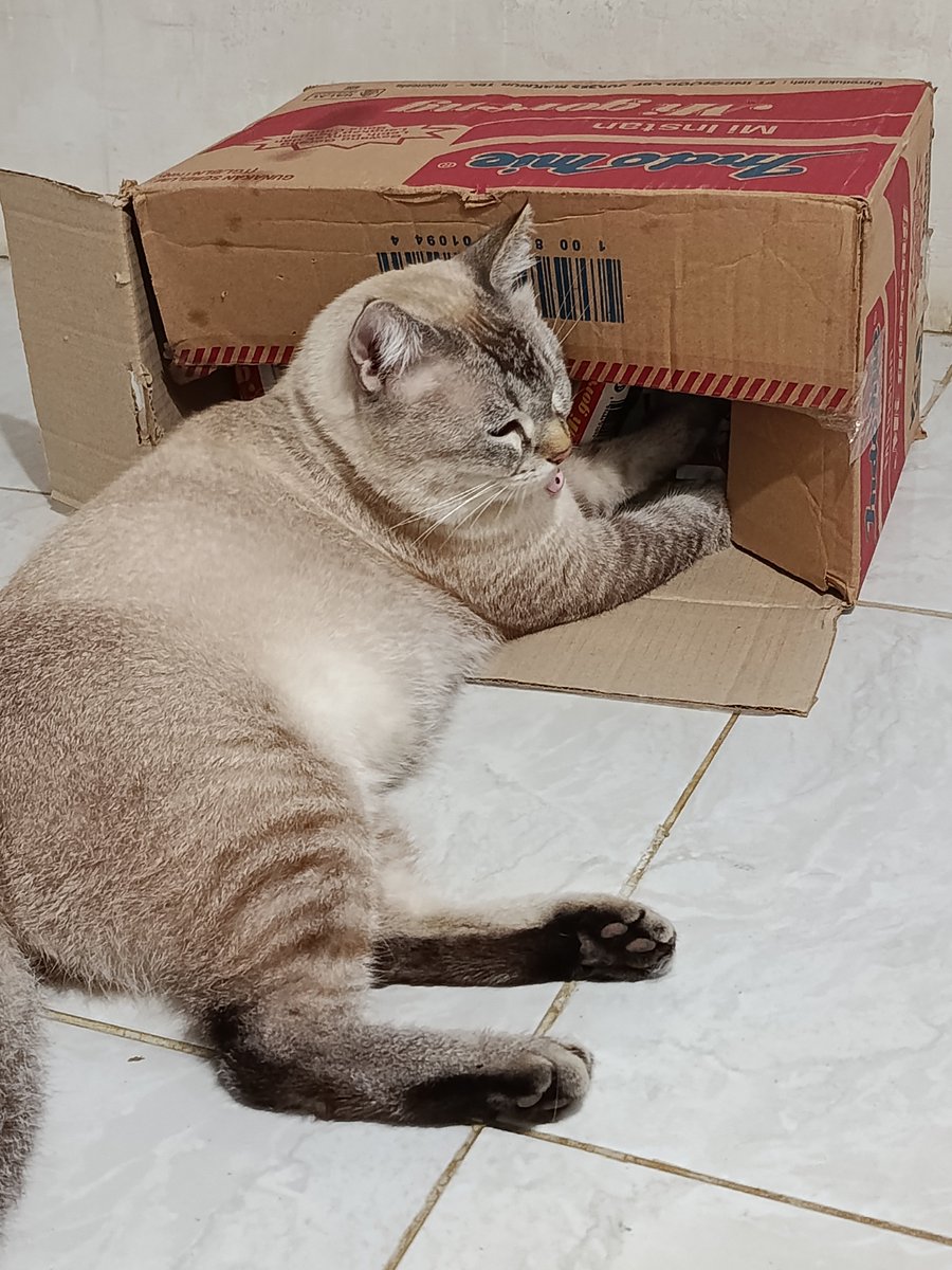 rince_life's tweet photo. Cino 🐱 : " Mamiii buatin indomie" https://t.co/sLuzwS6Pbz