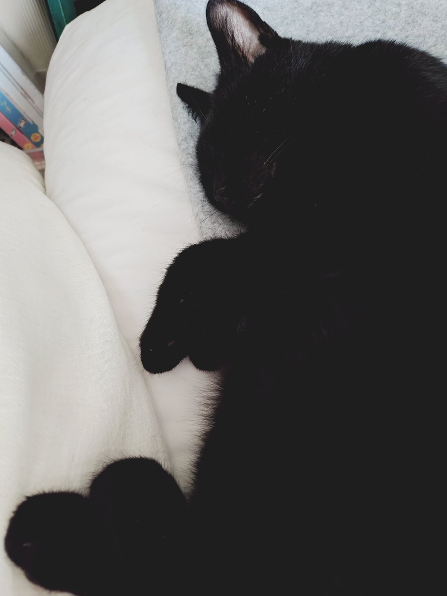 erieriri_28's tweet photo. 可愛い寝顔撮れたと思ったら真っ黒😂

#黒猫　#猫のいる幸せ
#猫好きさんと繋がりたい
#猫写真下手くそ https://t.co/LLDXmKz2Yj