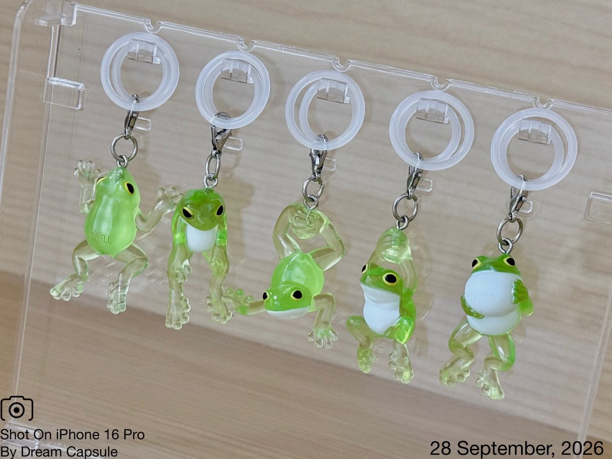 dreamcapsuleCEO's tweet photo. 🌟新入荷ガチャ商品プレゼントCP🌟

大小2種のシリコンリング付き！透明感あるカエルのチャームが登場🐸
「カエルのmineチャーム」

フォロー&amp;RP(RT)していただいた方の中から抽選で2名様に全5種セットをプレゼント🎁

ドリカプへの入荷日とキャンペーン詳細は↓

#ドリームカプセル #ガチャ専門店 https://t.co/pBbovPIFzn