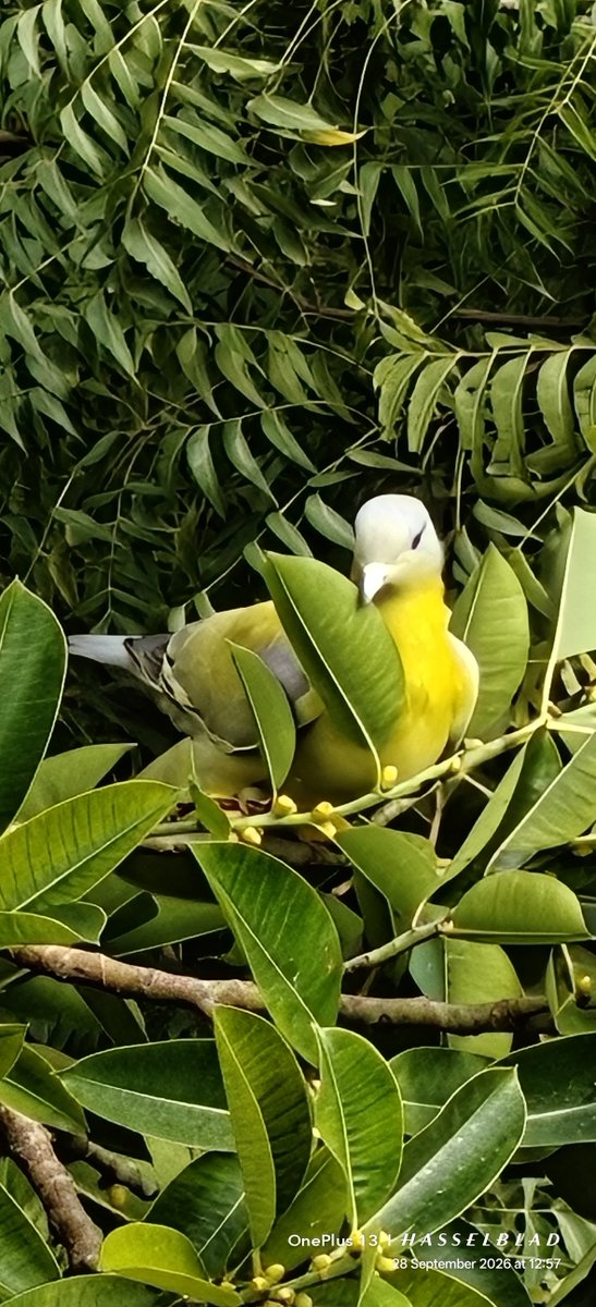 WIHUMADS's tweet photo. Monday Yellow 💛💛 

Quote something yellow from your gallery 🐤
#YellowFootedGreenPigeon https://t.co/A8OxwDJ34g
