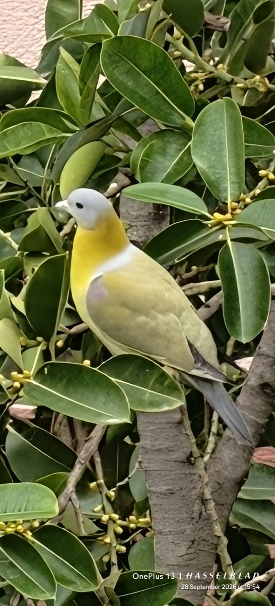 WIHUMADS's tweet photo. Monday Yellow 💛💛 

Quote something yellow from your gallery 🐤
#YellowFootedGreenPigeon https://t.co/A8OxwDJ34g
