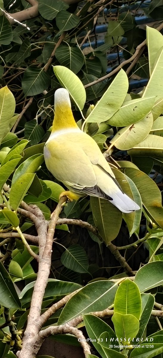 WIHUMADS's tweet photo. Monday Yellow 💛💛 

Quote something yellow from your gallery 🐤
#YellowFootedGreenPigeon https://t.co/A8OxwDJ34g