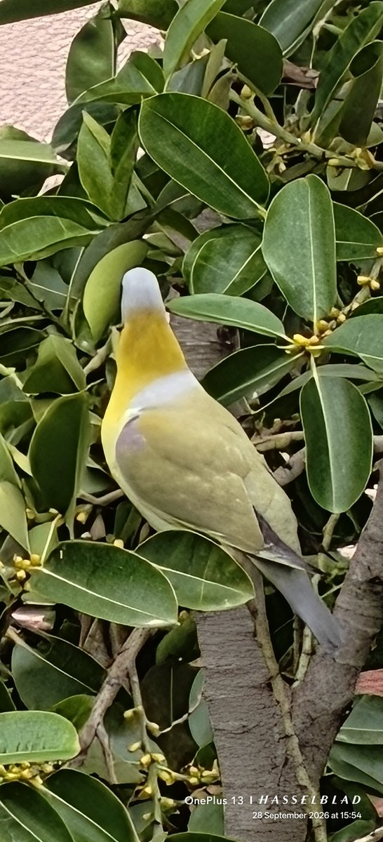 WIHUMADS's tweet photo. Monday Yellow 💛💛 

Quote something yellow from your gallery 🐤
#YellowFootedGreenPigeon https://t.co/A8OxwDJ34g