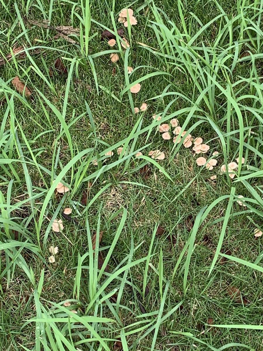 irodoriblock's tweet photo. きのこ　いっぱい生えてました https://t.co/mk9jqn5maQ