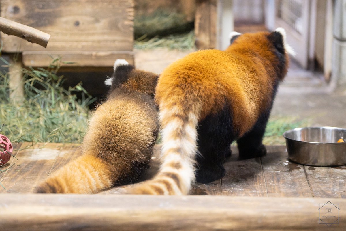 kaki_RedPanda's tweet photo. まだまだちいちゃいねぇ🥰

#きのこ
#梨梨
#レッサーパンダ
#羽村市動物公園 https://t.co/Z9iecWNTPZ
