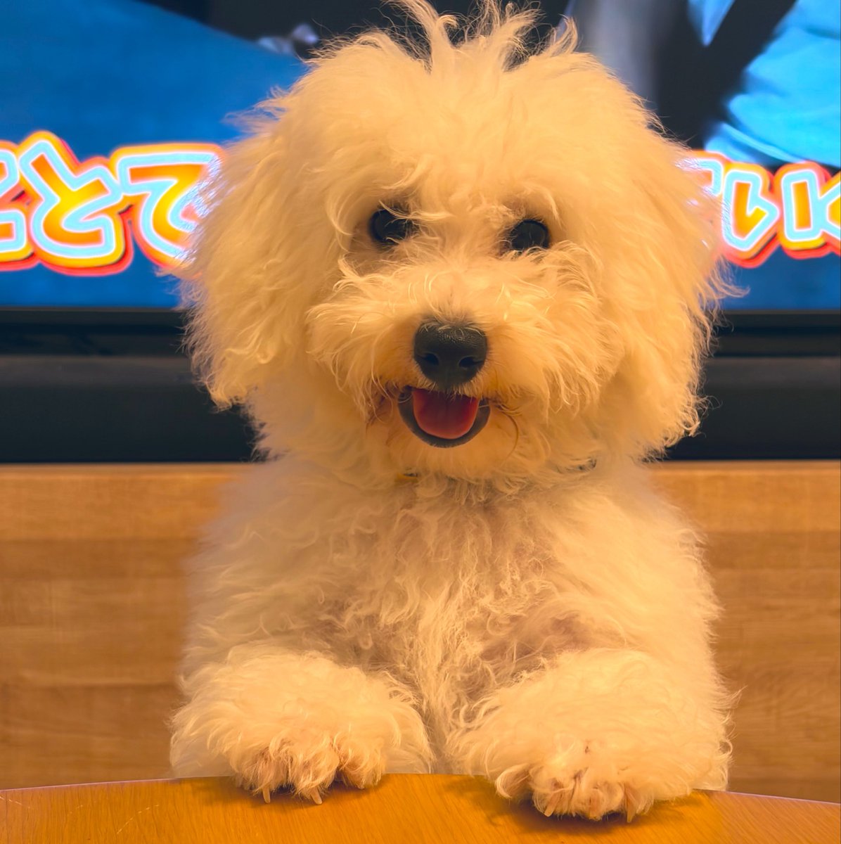 s___si614's tweet photo. 👩‍🦰はいチーズ！
 #ビションフリーゼ
 #子犬
 #パピー期 https://t.co/3kRVzb42vw