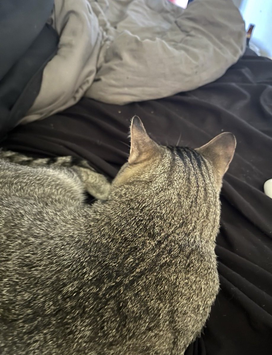 Ncaden03's tweet photo. My cat moo https://t.co/wPbDm0e39l
