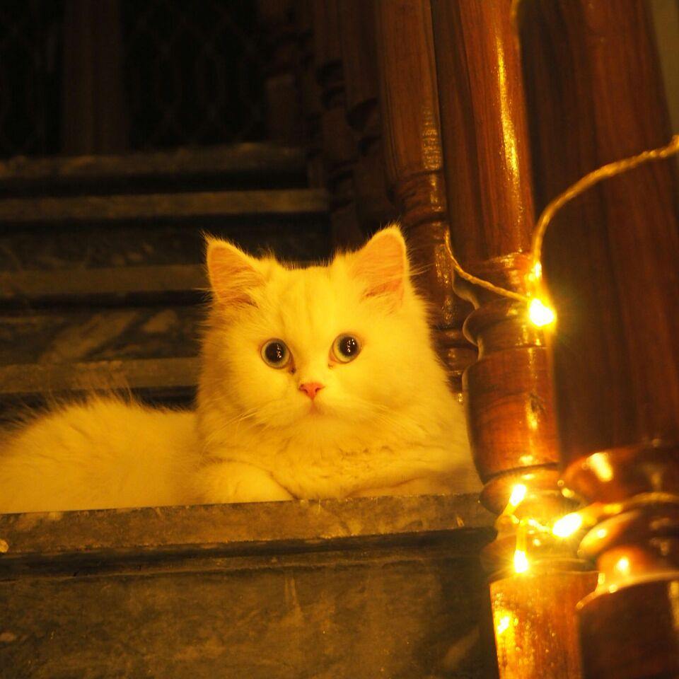 juanp9502's tweet photo. My bacha <3 https://t.co/qvncu64ox1